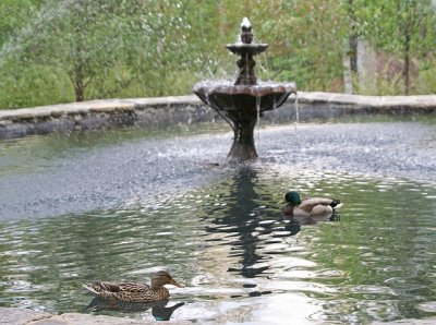 ducks  fountain.