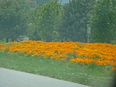 more flowers from car.