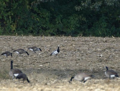 Barnacle goose - at a distance