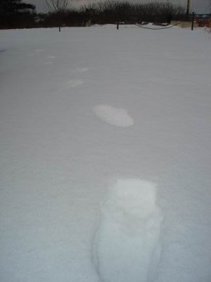 footsteps in the snow