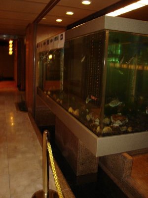 big fish tank