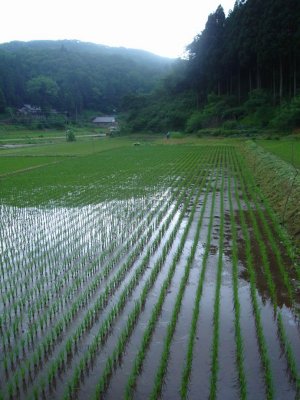 Week 1 - homestay - rice fields in front