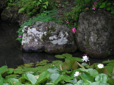 Week 1 - Garden with lilies