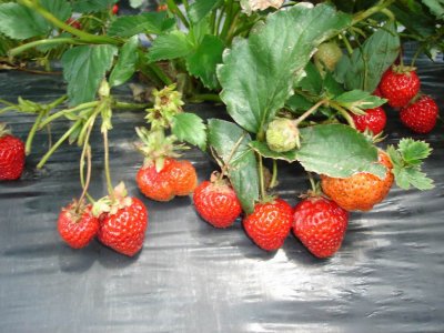 Week 1 - Noto picking strawberries - red red red
