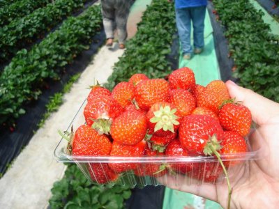 Week 1 - Noto - Strawberries - fill a basket for $5 too