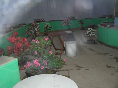 bougainvilia bonsai
