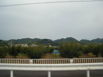 plum trees