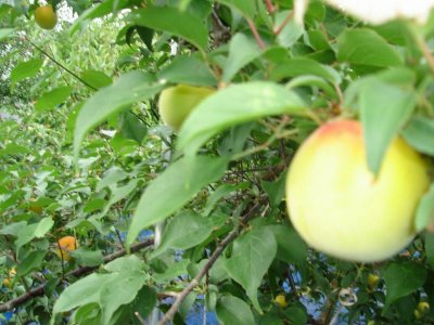 plum