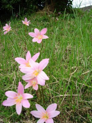 and flowers