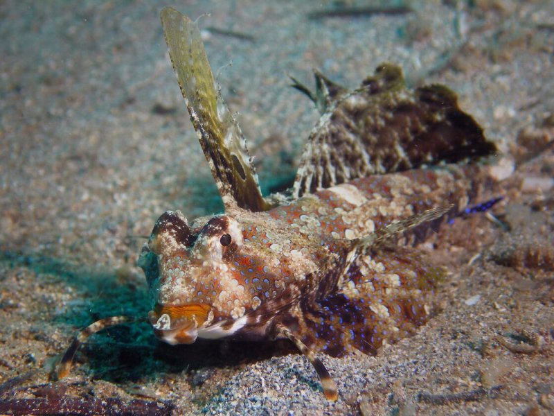 Dactylopus dactylopus (Valenciennes in Cuvier and Valenciennes, 1837)