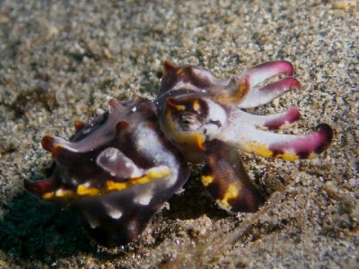 Flamboyant Cuttlefish or Metasepia pfefferi (Hoyle, 1885)