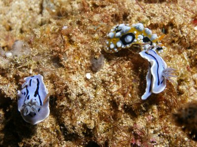 Two Chromodoris (willani) and one Phyllidia (ocellata)