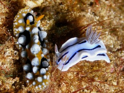 Chromodoris meets Phyllidia