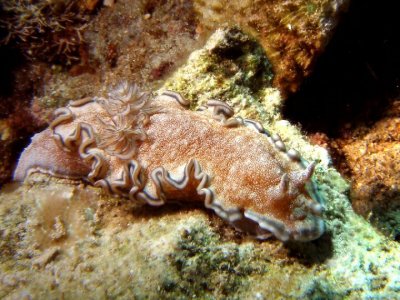 Glossodoris hikuerensis (Pruvot-Fol, 1954)