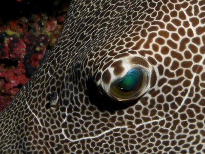 Eye of the giant pufferfish