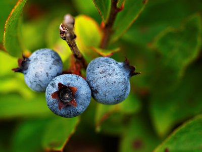 Wild Blueberry