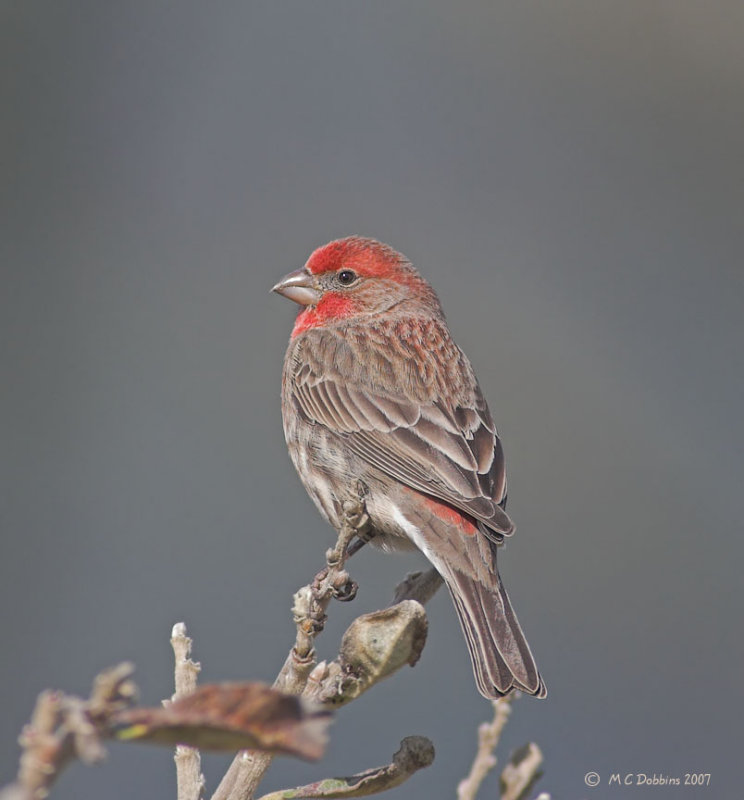 House Finch