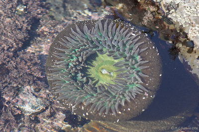 Anemone