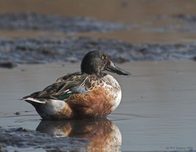 Northern Shoveler