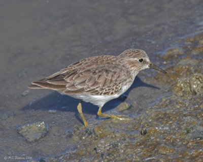 Least Sandpiper