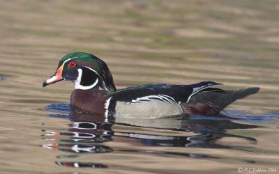 Wood Duck