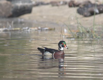 Wood Duck