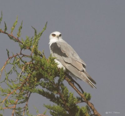 White Tail Kites