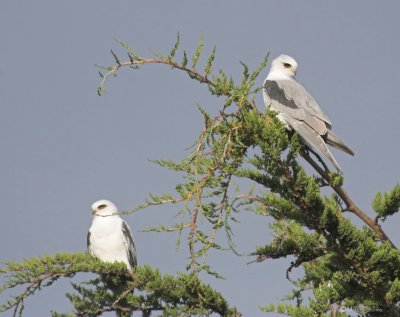 White Tail Kite Pair