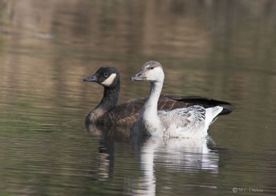 Dusky Canada Goose and juvenile Lesser Snow Goose