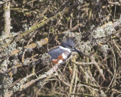 Female Kingfisher