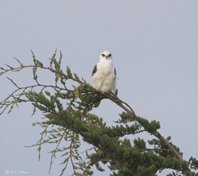 White Tail Kite, Male, with  full crop after eating mouse