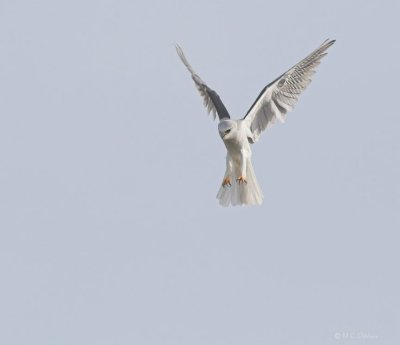 Hunting White Tail Kite