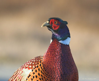 Pheasant