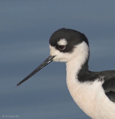 Black Neck Stilt