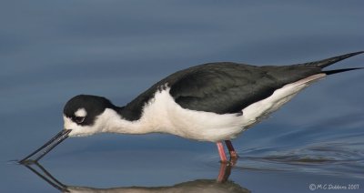 Black Neck Stilt