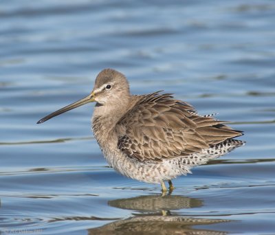 Dowitcher