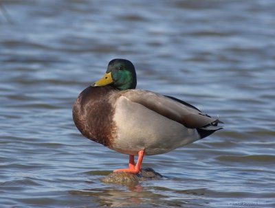 Mallard