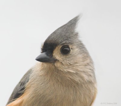 Titmouse