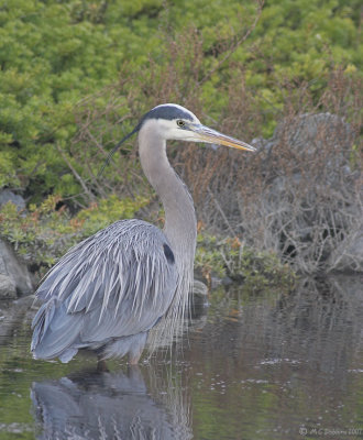 Heron, Breeding Plumage