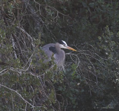 Male selecting twigs in the tree