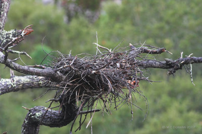 Nest 2