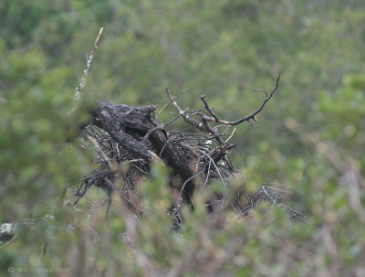 Nest 1 (partially collapsed?)