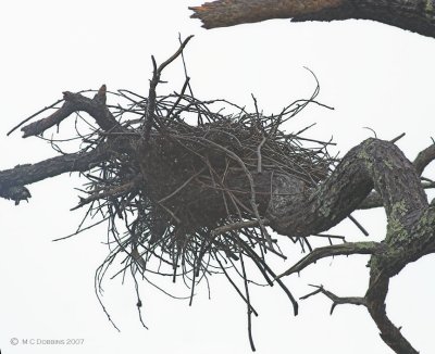 Nest from below