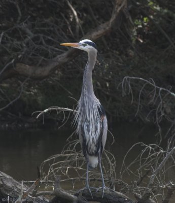 Male arrives at the lake