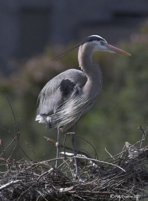 Male Heron remodeling nest