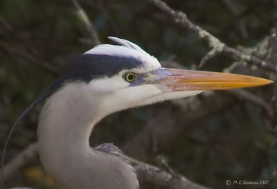 Great Blue Heron