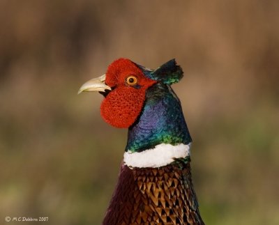 Pheasant