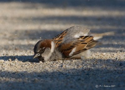 Chipping Sparrow