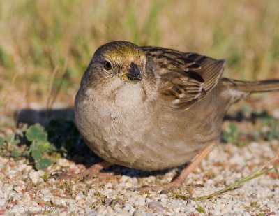 House Sparrow