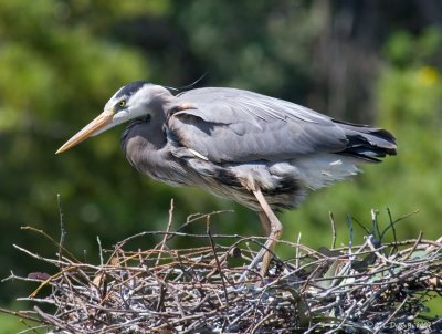 Female Heron stands briefly on nest